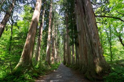 戸隠神社 奥社 奥社紹介 参道