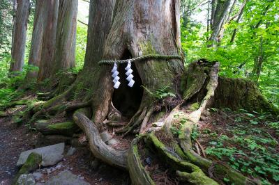 戸隠神社 奥社 小百合杉 正面