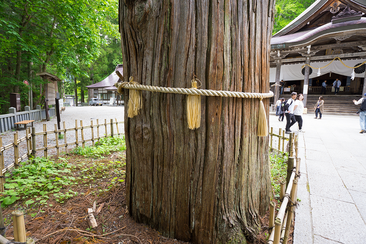 ご神木が柵に囲われている