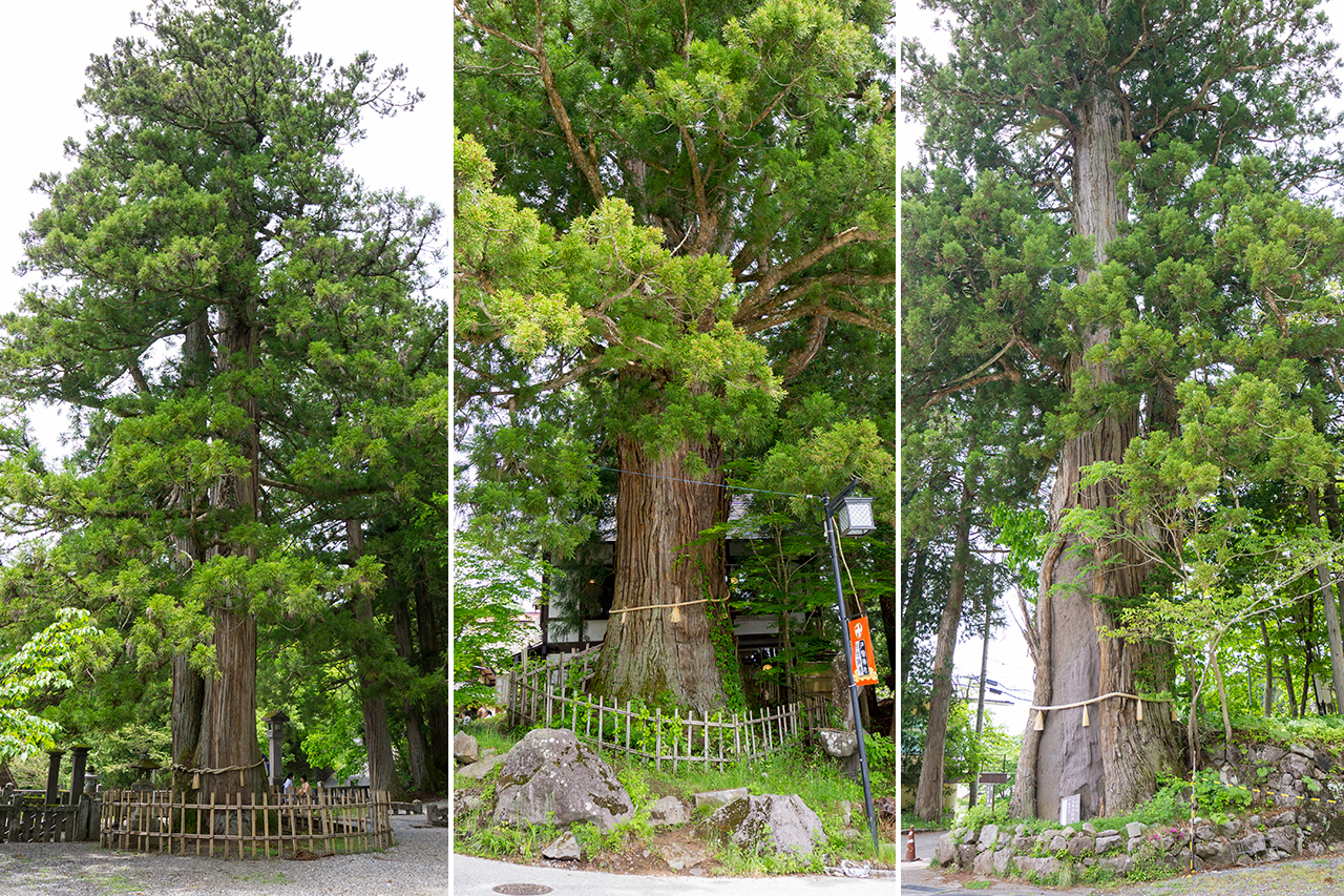 見どころ 三本杉
