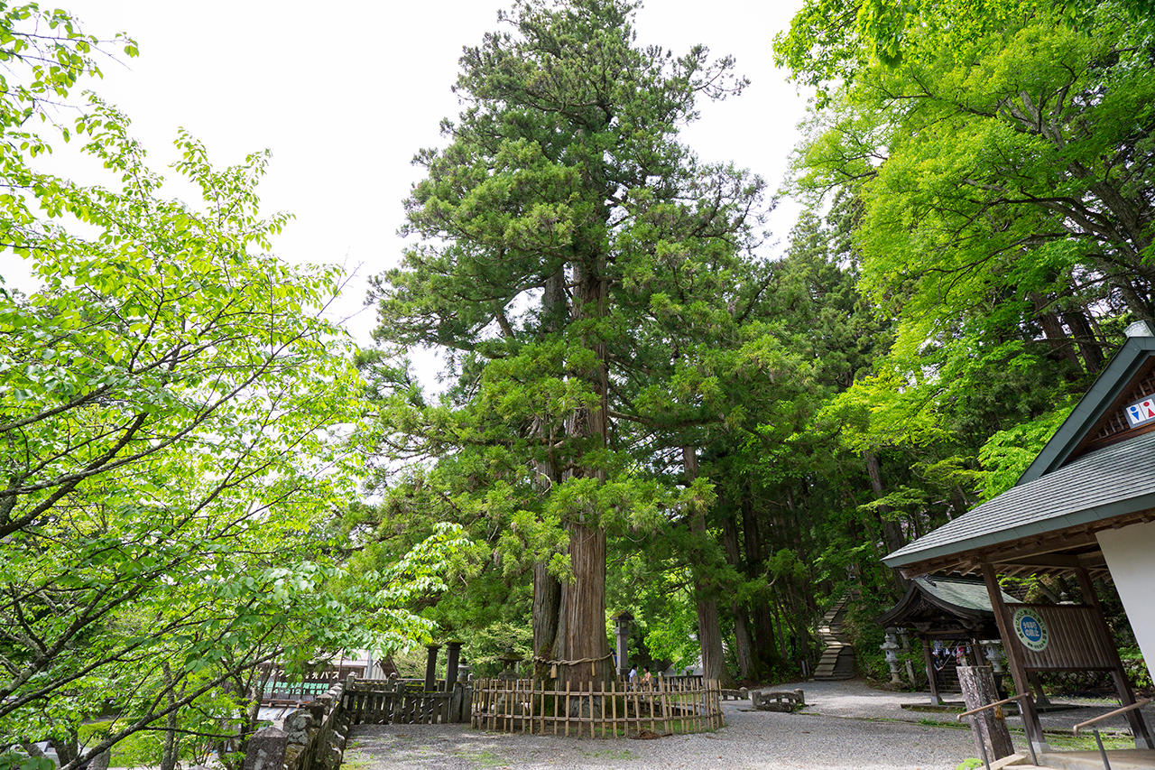 イの杉