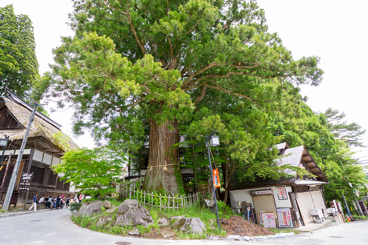 ロの杉