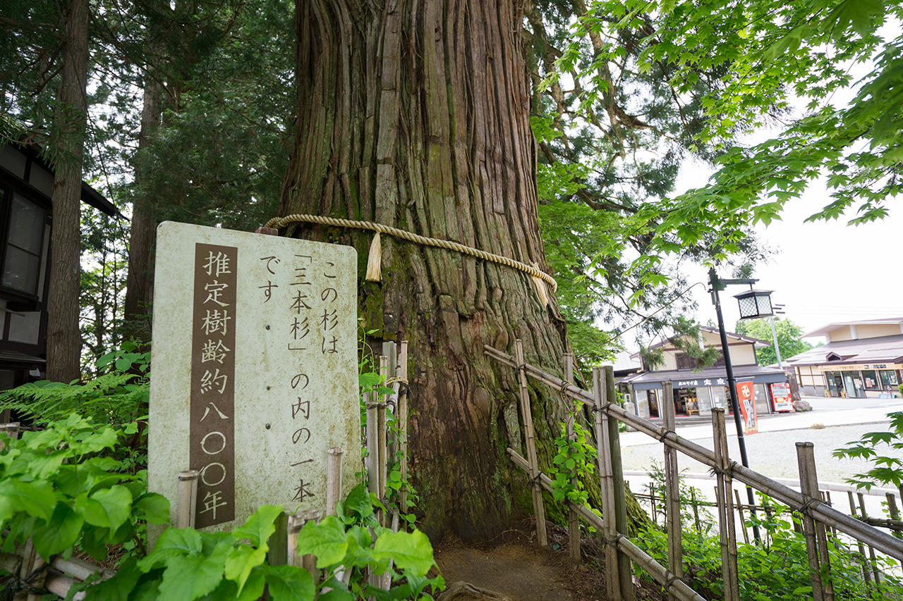 ロの杉の根元