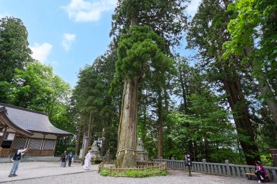 戸隠神社 中社 ご神木