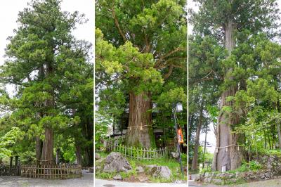 戸隠神社 中社 見どころ 三本杉