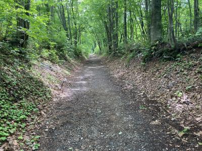 戸隠神社 中社 木々に囲まれた戸隠古道