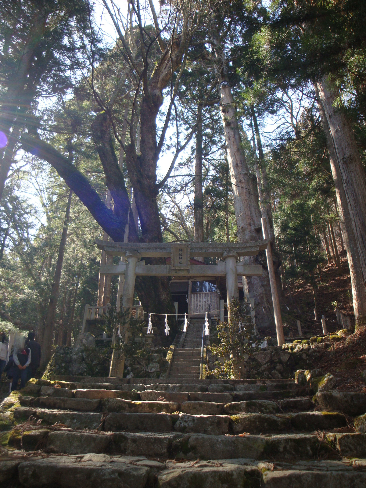 栃ノ木の大木と鳥居