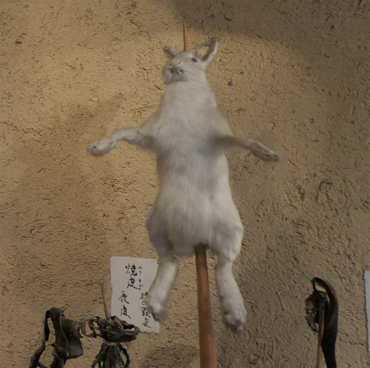 御頭祭に献上されたうさぎ