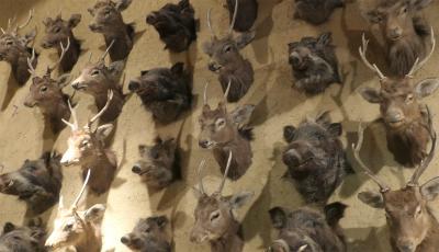 諏訪大社 上社前宮 御頭祭に献上された鹿の頭