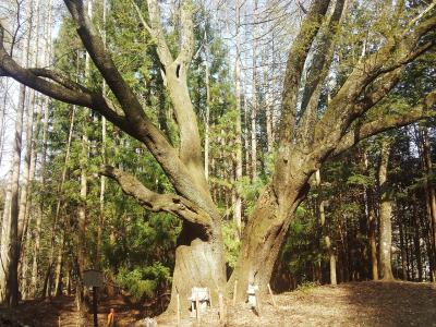 諏訪大社 上社前宮 峯湛
