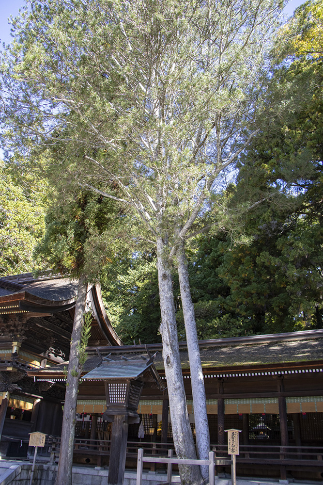 天覧の白松
