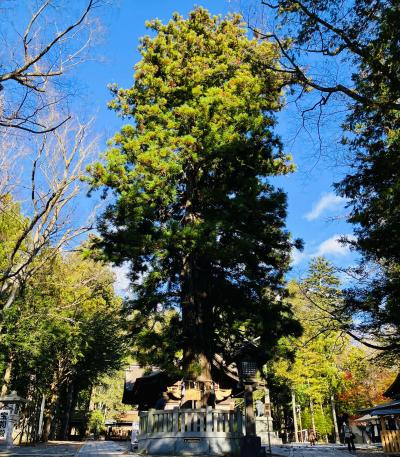 諏訪大社 下社秋宮 ネイリの杉