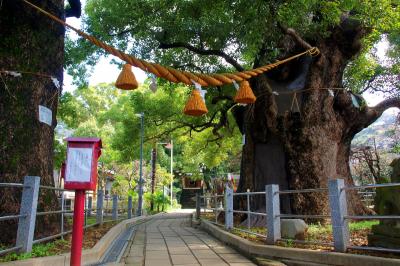 山王神社 境内にある被爆クスノキ