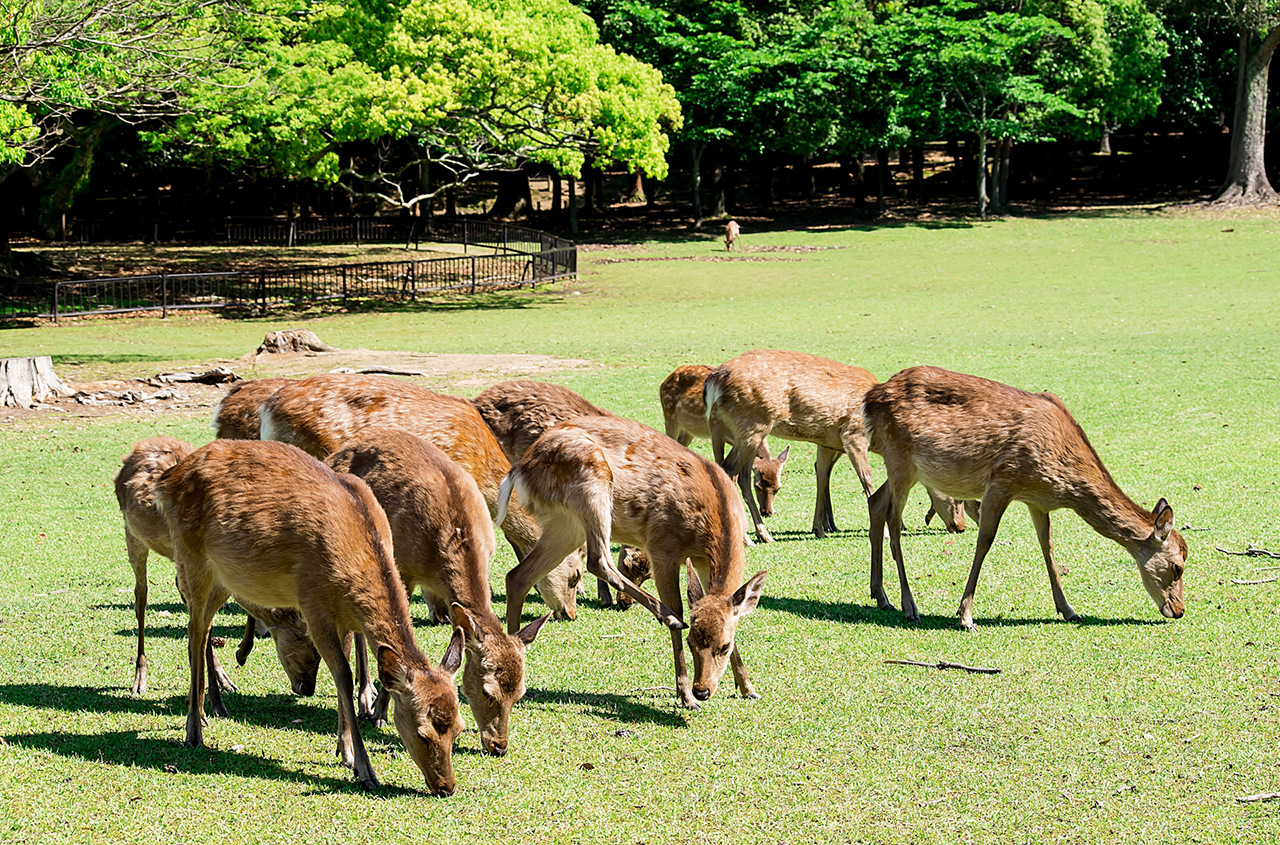 鹿寄せで集まった鹿