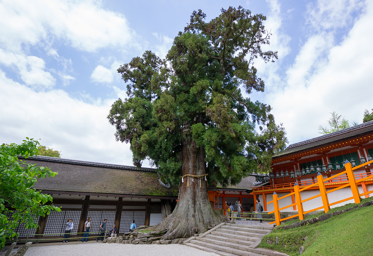 社頭の大杉