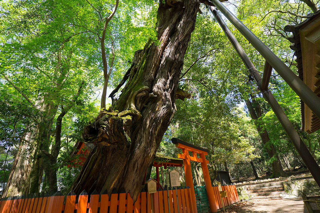 水谷神社 陽木「槙柏」