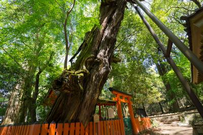 春日大社 水谷神社 陽木「槙柏」