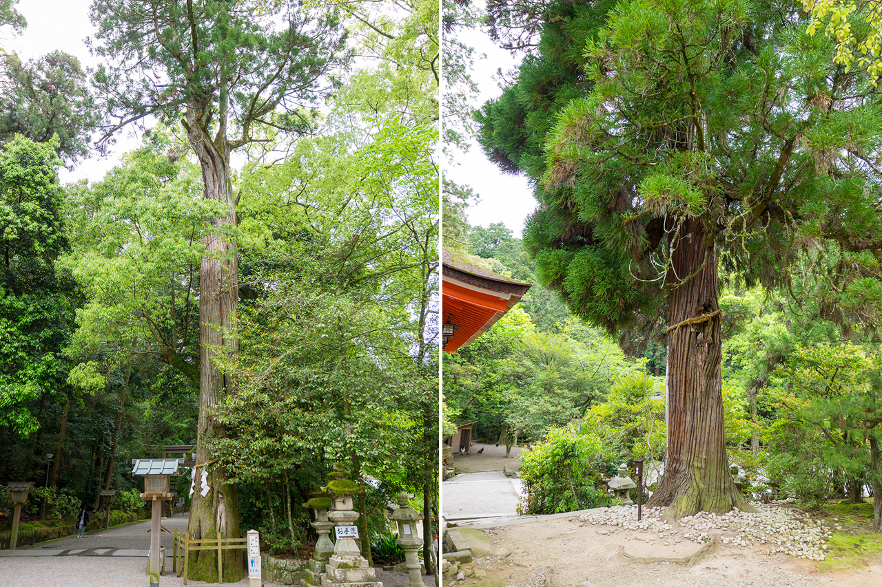 石上神宮 神杉