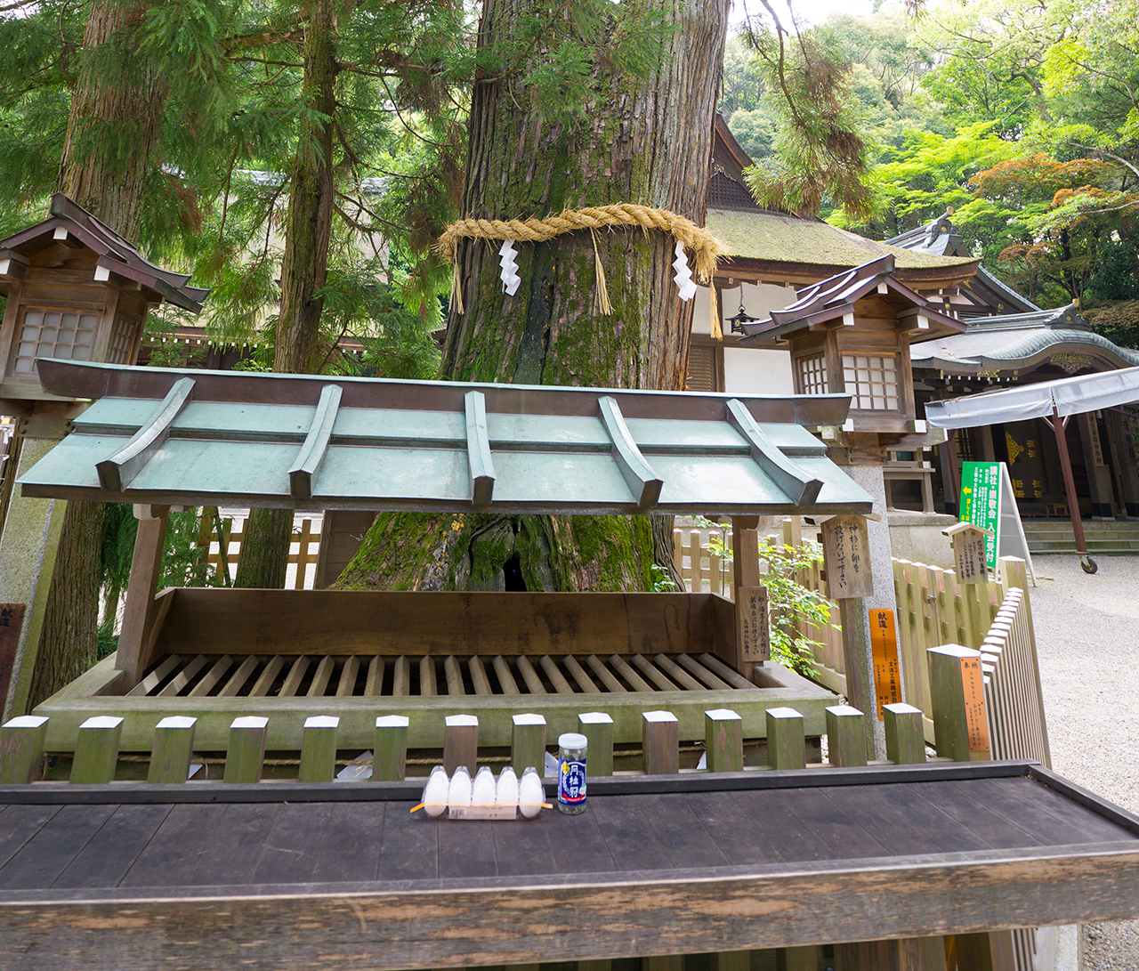 巳の神杉にお供えされた卵