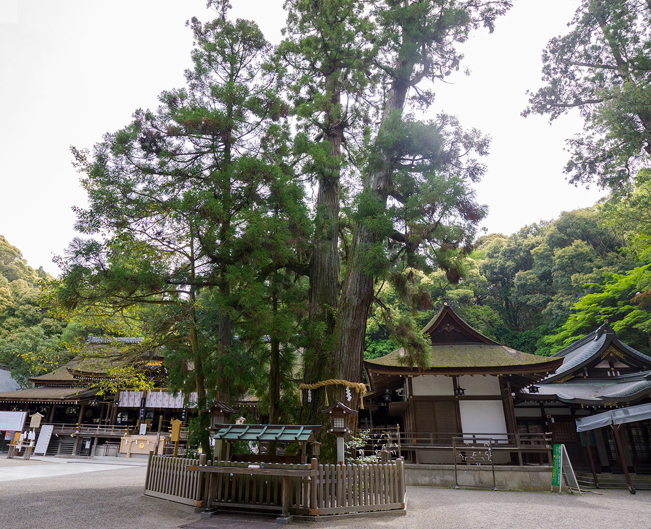 巳の神杉全体
