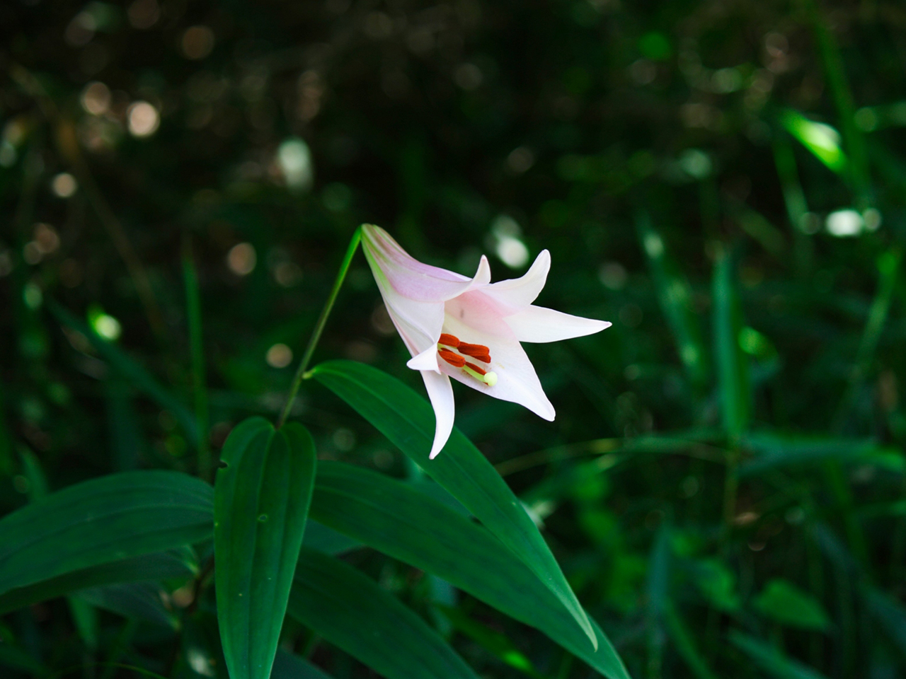 御神花 ささゆり
