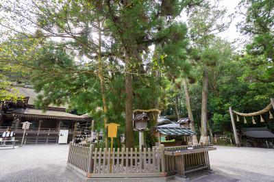 大神神社 巳の神杉