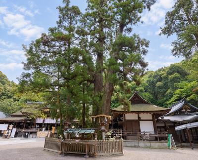 大神神社 巳の神杉全体