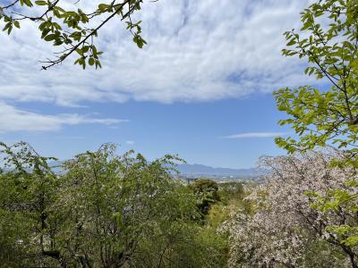 大神神社 大美和の杜展望台から見える枝垂桜