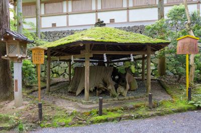大神神社 衣掛杉