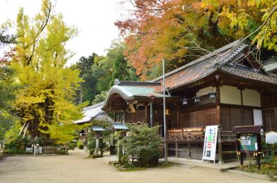 葛城一言主神社 拝殿と乳銀杏