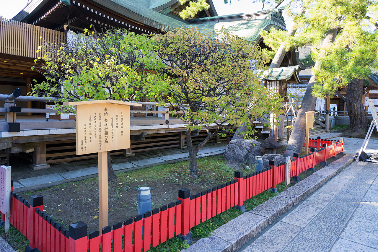蘇芳梅と大和牡丹の梅の木