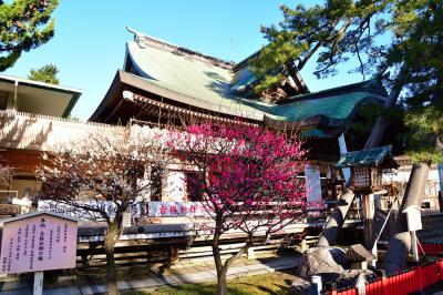白山神社 満開の蘇芳梅と大和牡丹の梅の木