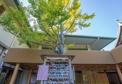 白山神社 結びの銀杏とおみくじ掛け