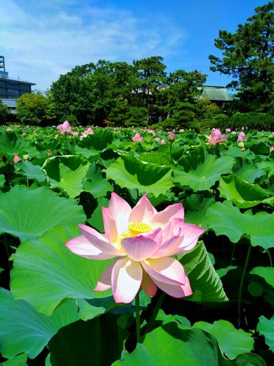 白山神社 蓮の花