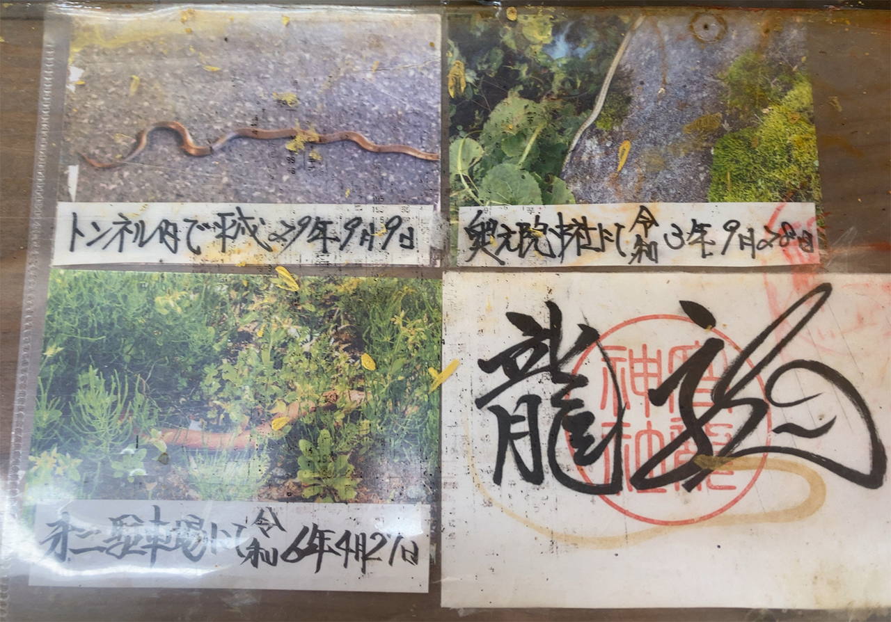 高龍神社に現れた蛇の写真