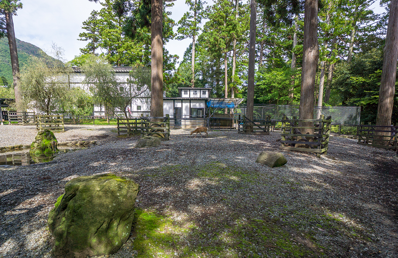 弥彦神社 鹿苑
