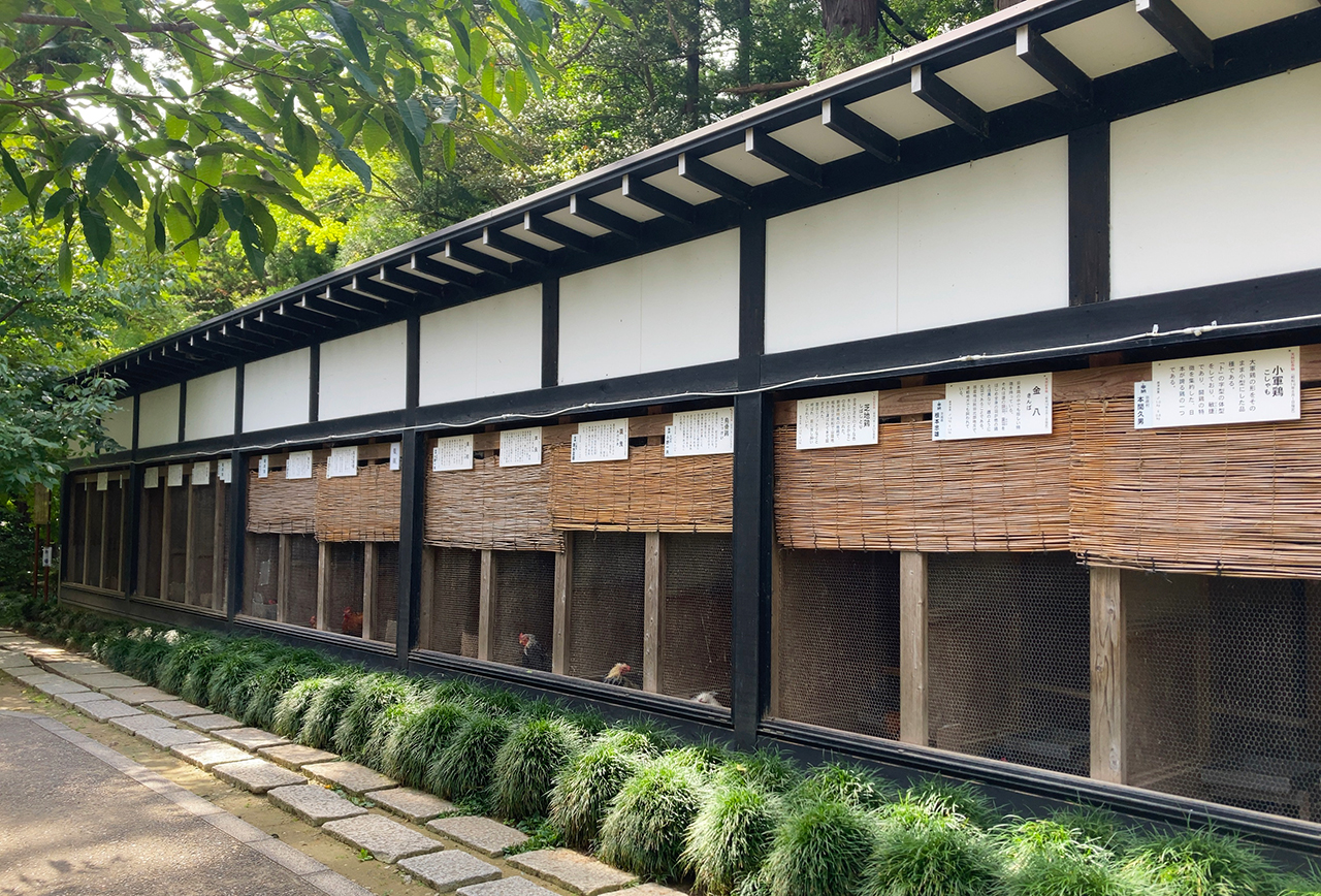弥彦神社 日本鶏舎
