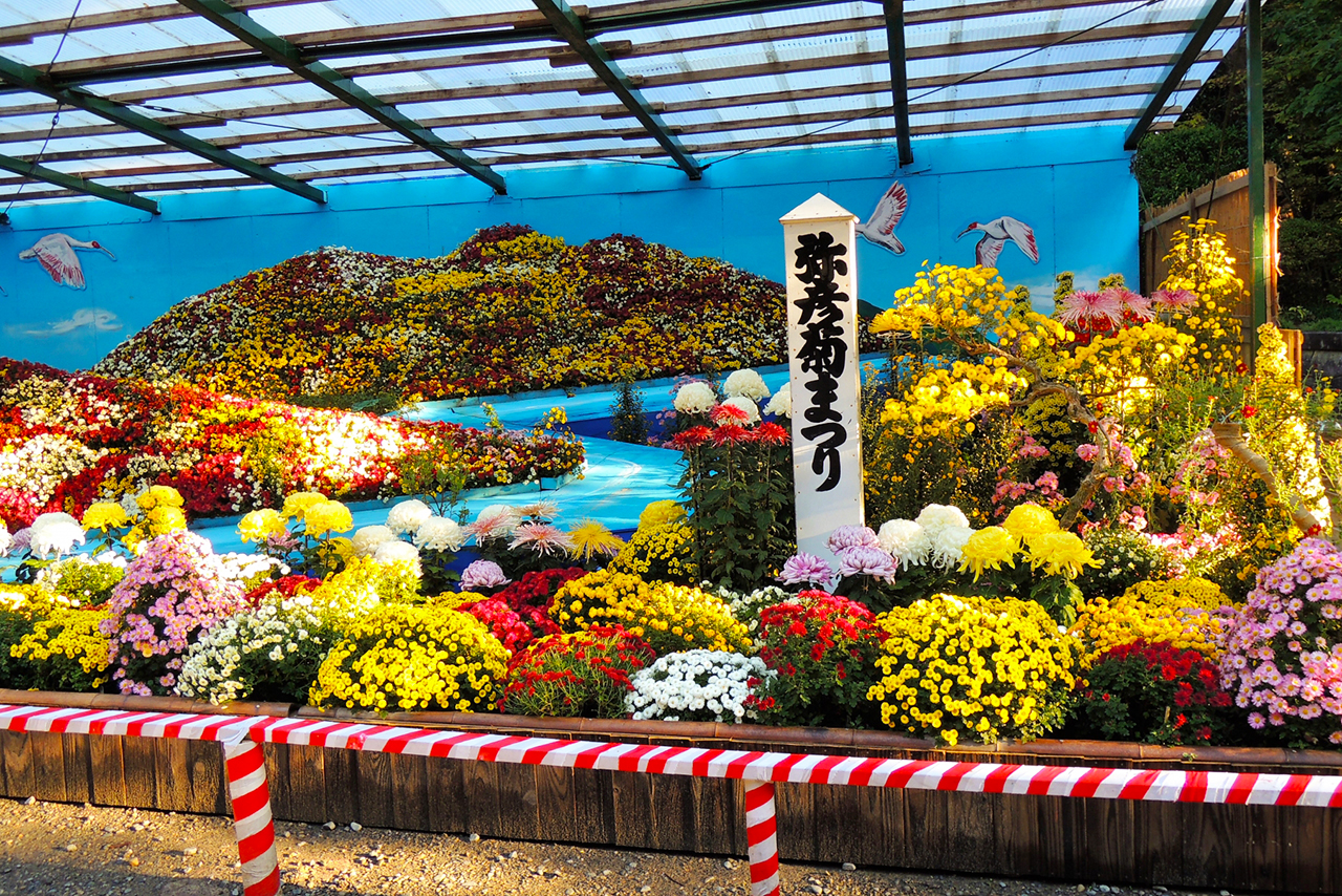 弥彦神社 菊まつり