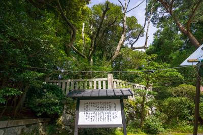 彌彦神社 弥彦神社 御神木