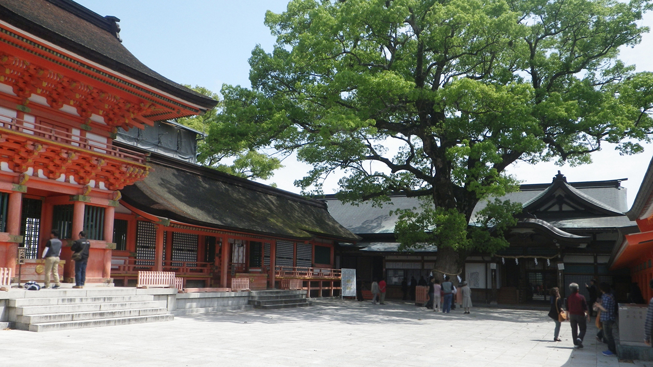境内の大楠