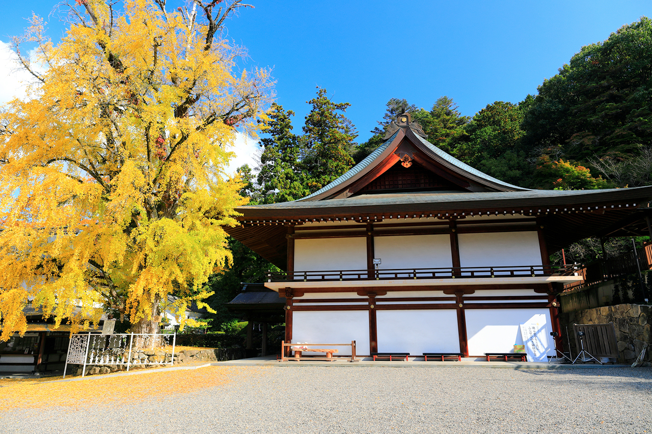紅葉した黄金色のいちょう神木