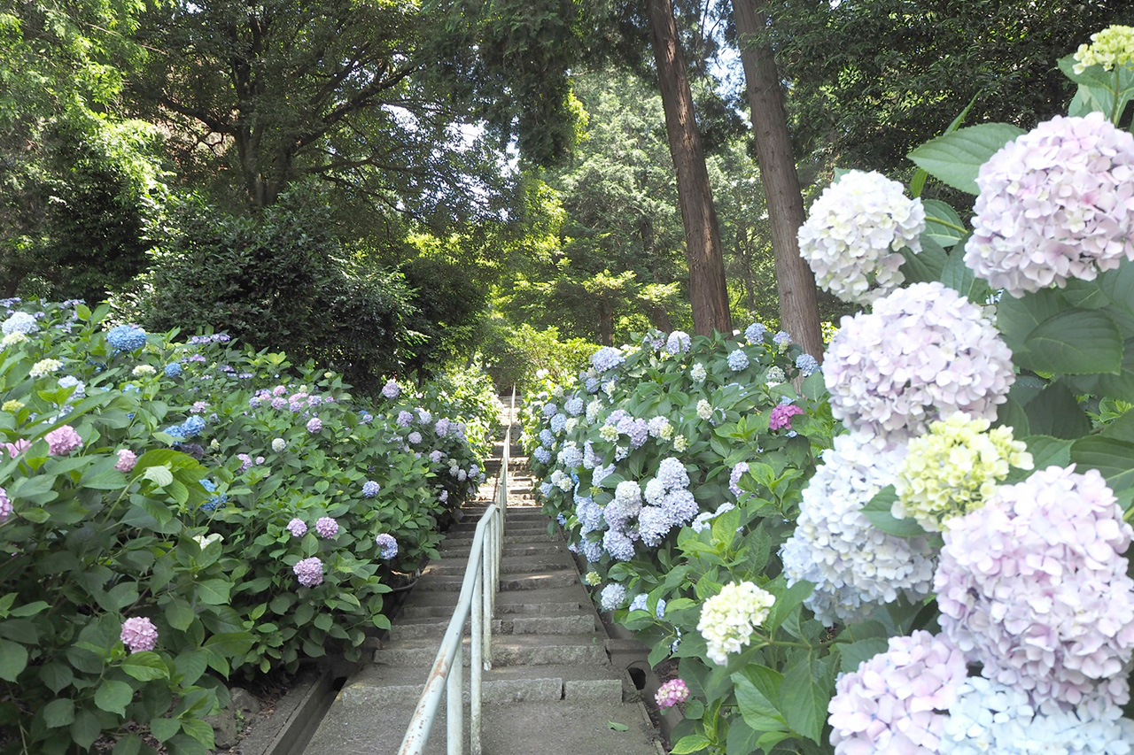 岩山宮 石段沿いの紫陽花