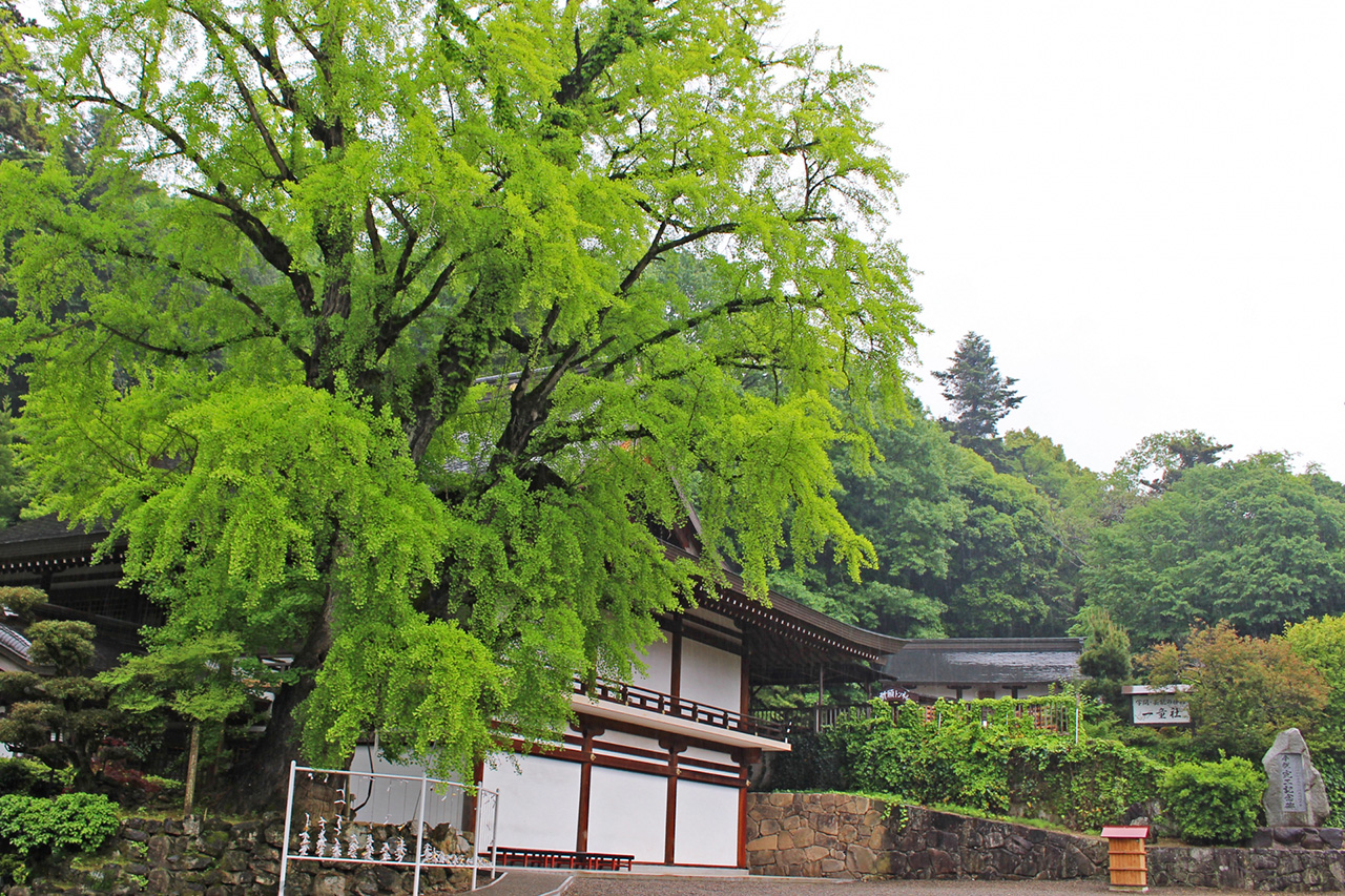いちょう神木