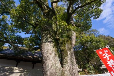 由加神社本宮 子授け楠 アップ