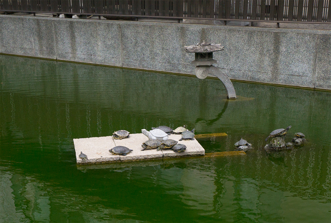 大阪天満宮 星合池にいる亀