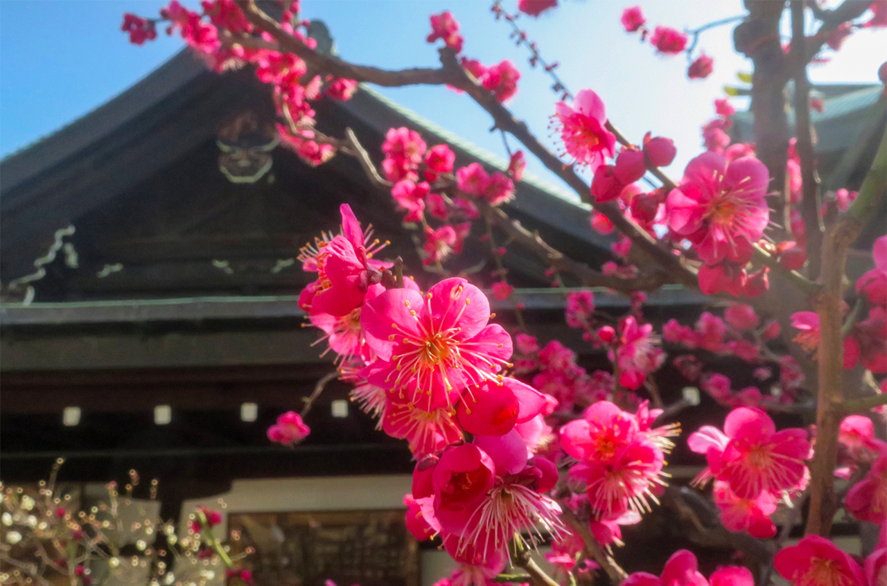 大阪天満宮 梅花殿 入口