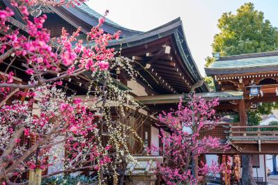 大阪天満宮 大阪天満宮 神楽殿前の梅