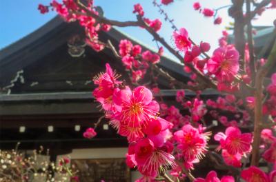 大阪天満宮 大阪天満宮 梅花殿 入口