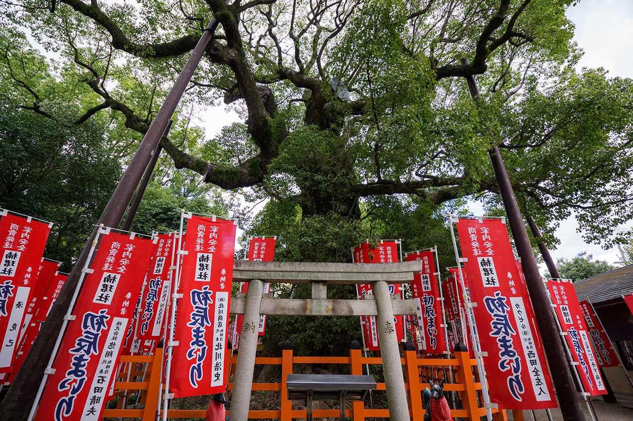 樹齢1000年の楠