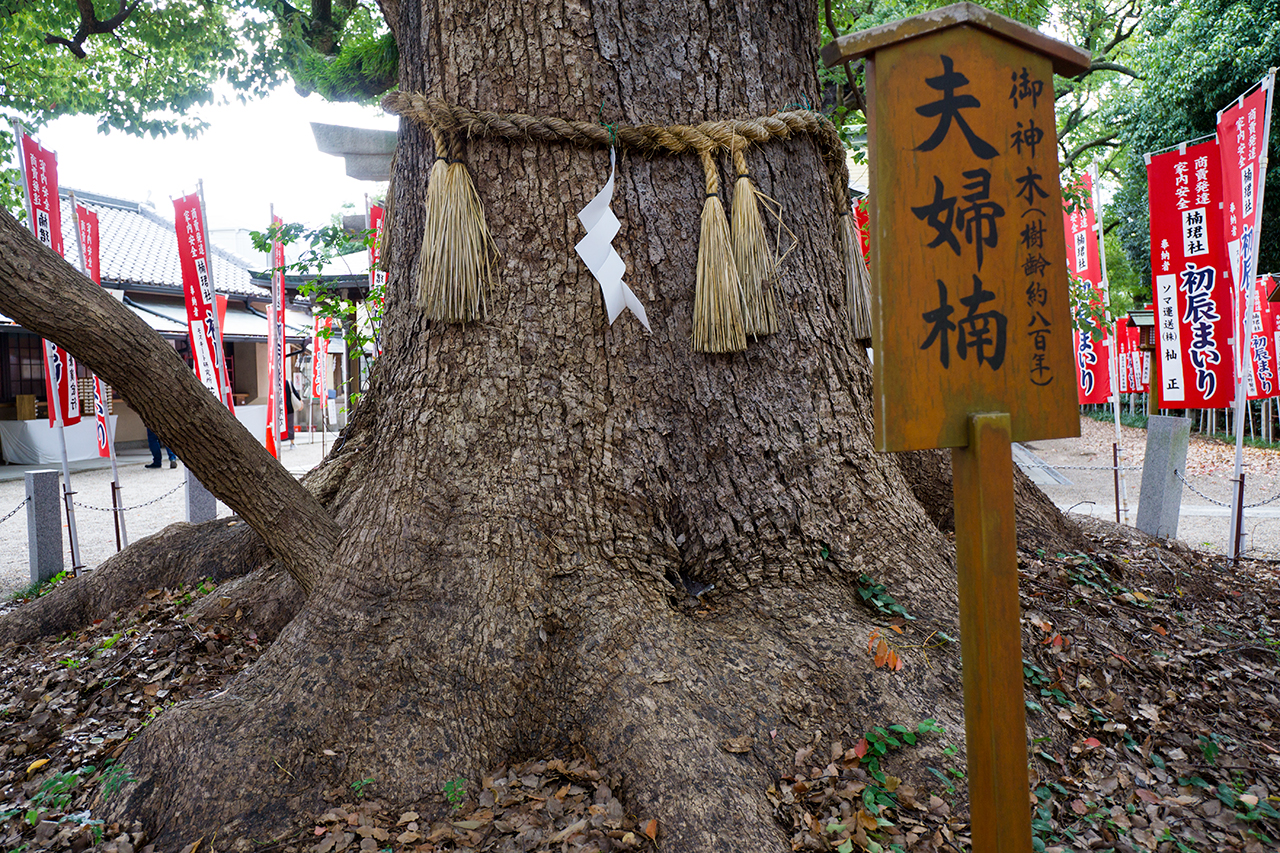 夫婦楠 看板